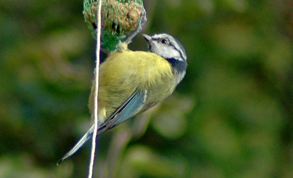 Blue-Tit