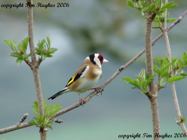 'Goldfinch'