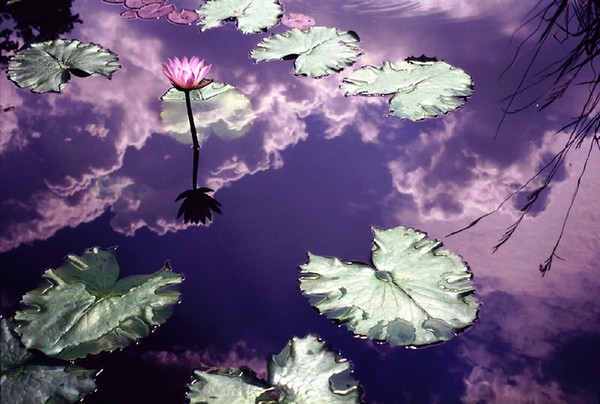 Waterlily Blink