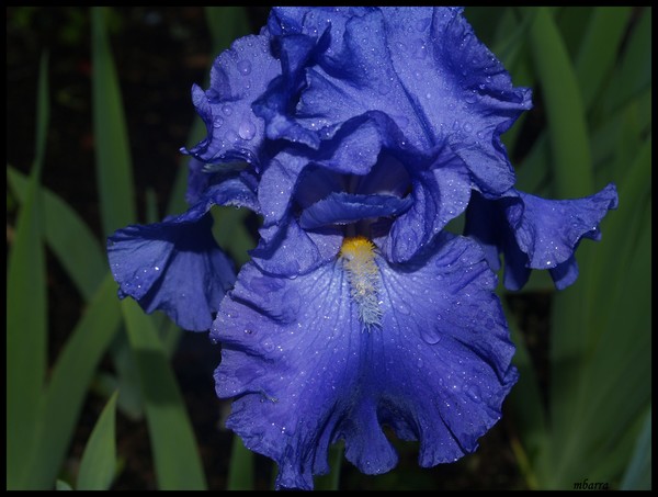 IRIS