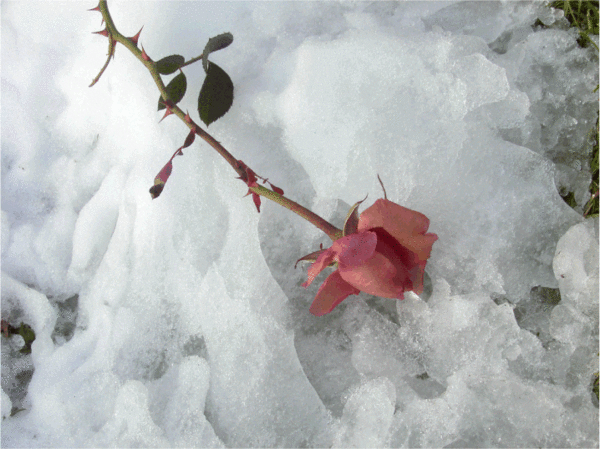 Last Rose