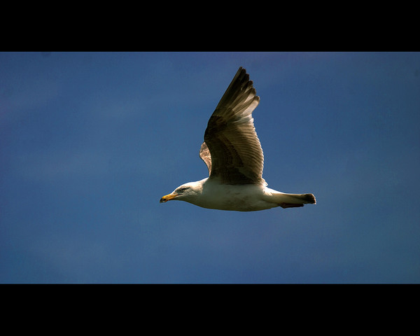 Seagul