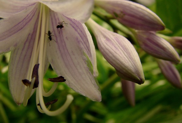 Hosta Blooms