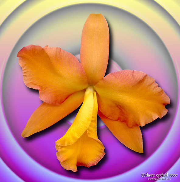 Lc. Barbara Belle