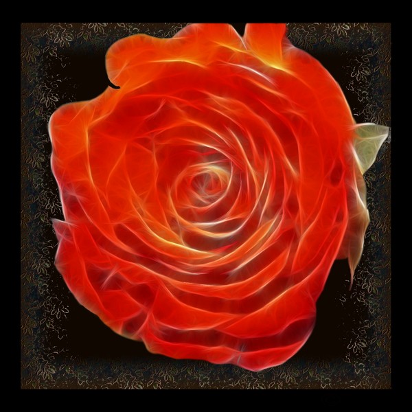 Rose on Fire