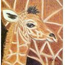 Baby Giraffe ~ His name is Henry