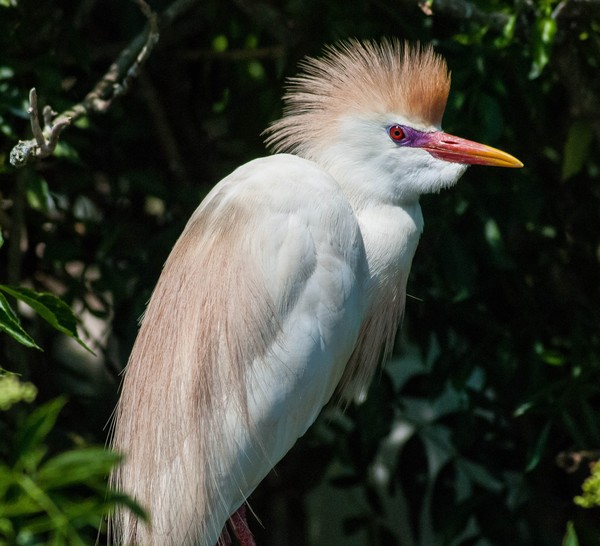 Colorful Cattle Egret