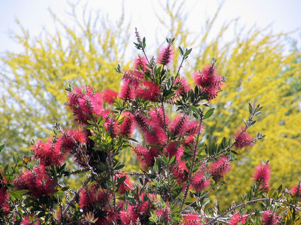 Desert Spring Booms