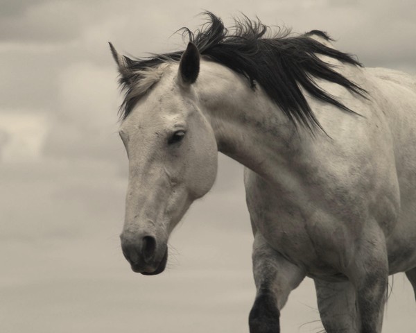 Grey Mare