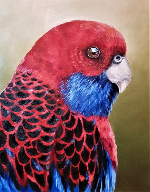rosella