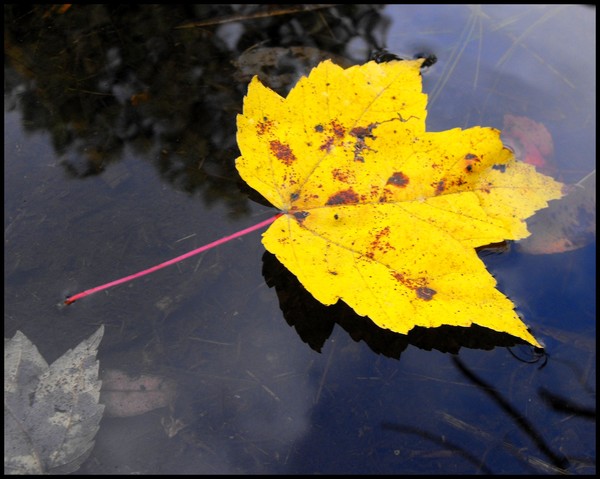 Leaf Afloat