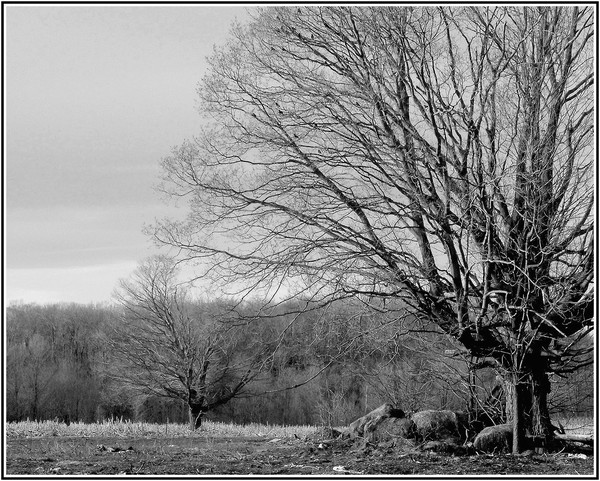 Seeing Spring