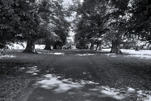 SUN,SHADOWS AND TREES