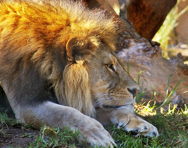 The King.