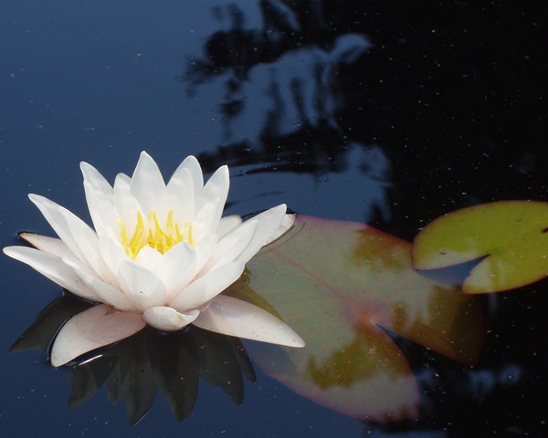 Flower8