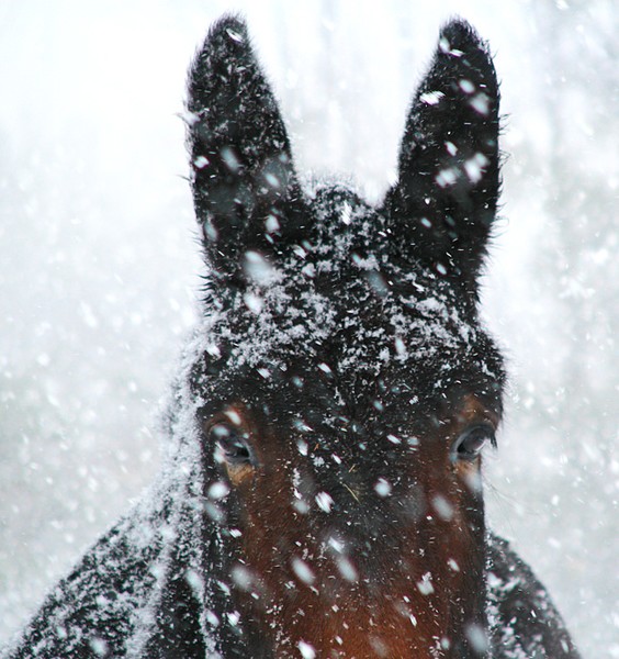 OH my, what wonderful ears you have.