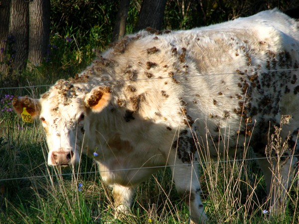 OH NO cow #208!!!