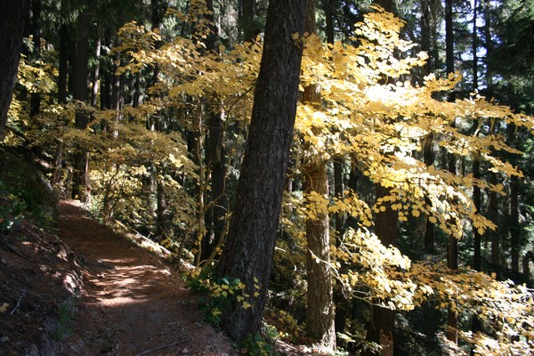 Vine Maples on the Trail