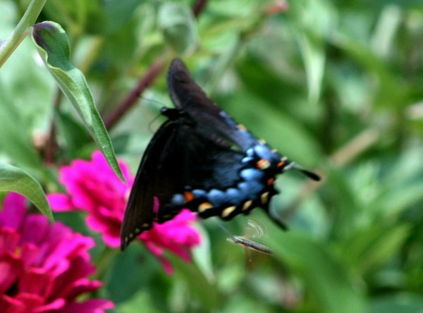 gliding for pollen