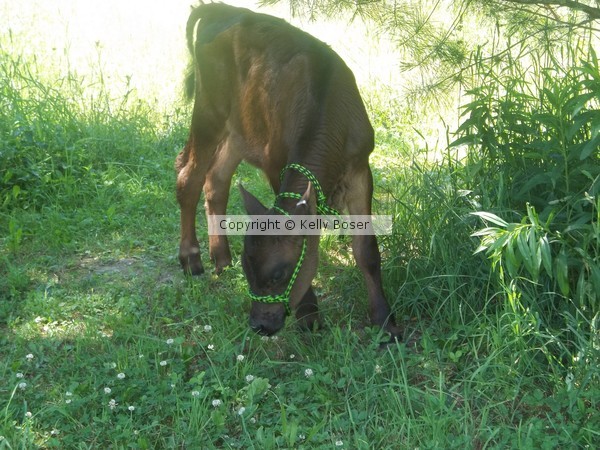 Nick the Cow