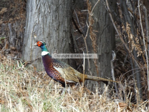 Ring Necked Pheasant