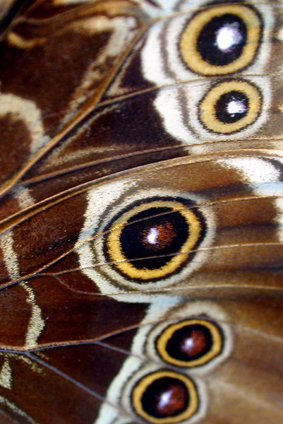 Moth Balls