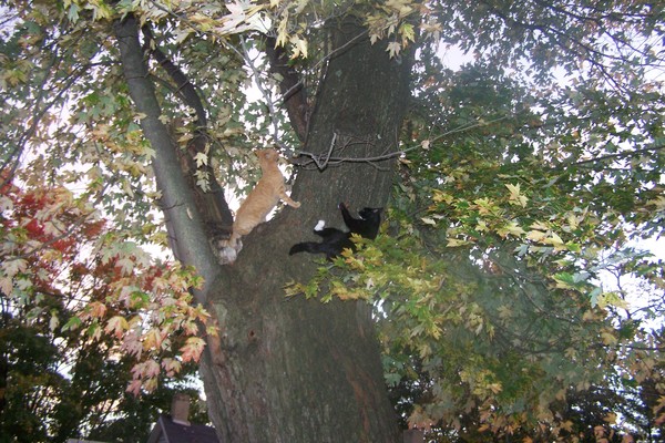 Get Off of My Tree! 