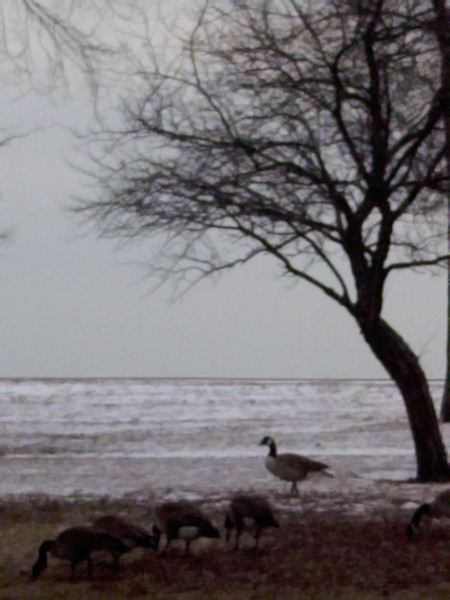 winter geease