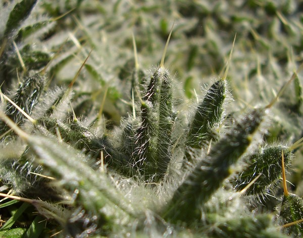 Jagged