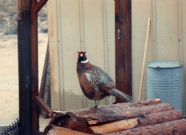 Ringneck Pheasant