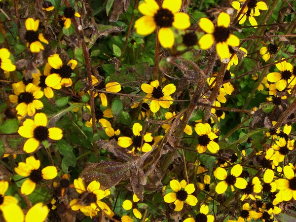 yellowflowers