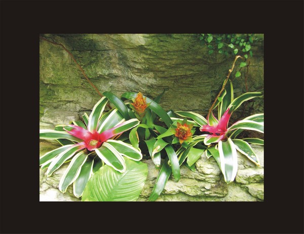 Cliffside Flower Bed