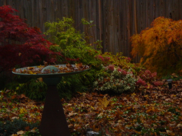 Leaves in the Fountain