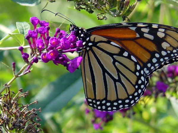 Majestic Monarch