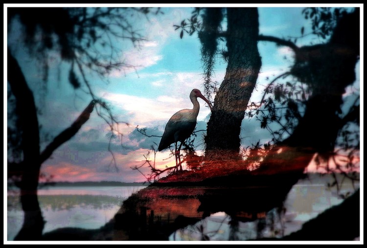Seaside Water Fowl