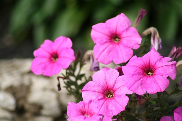 Last Flowers of Summer
