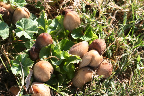 mushrooms
