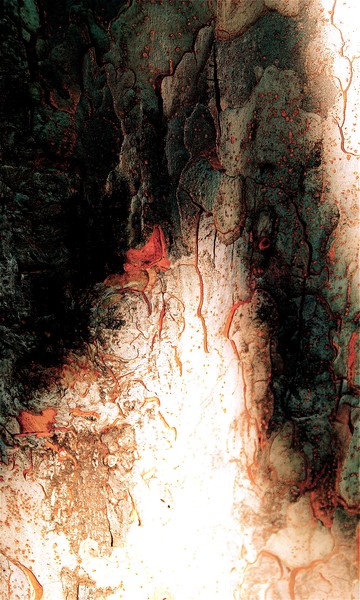 Every Tree Tells a Story#2