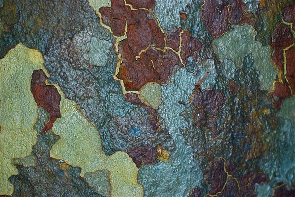 Every Tree Tells a Story#4