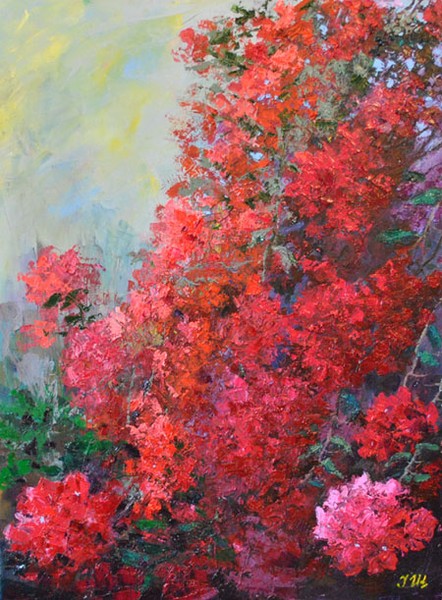 Bougainvillea.