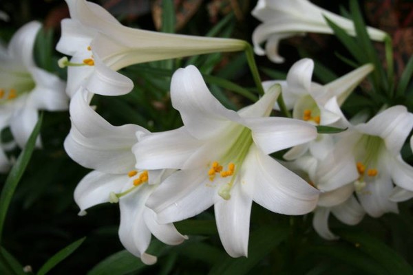 Beautiful Lily