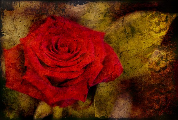 Vintage Rose