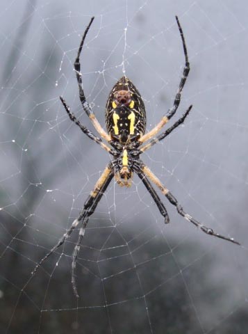 Garden Spiders In January?