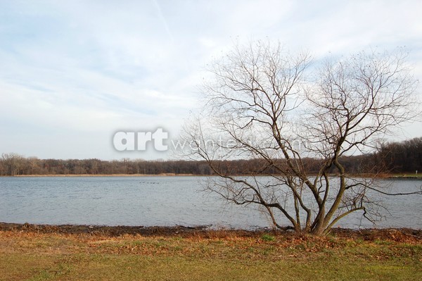 Autumn Tree at Wampum Lake Photo