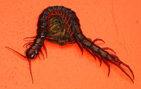Centipede Mom
