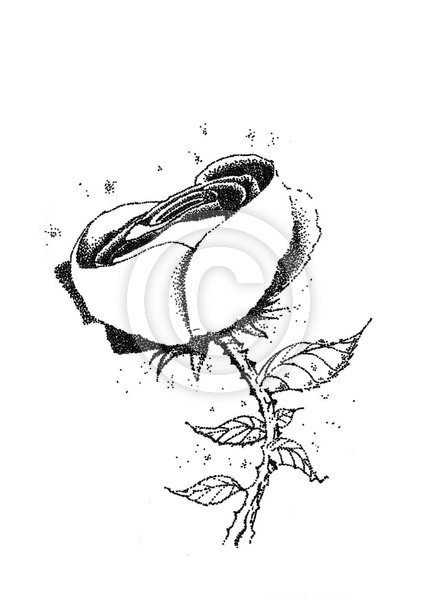 a rose is still a rose
