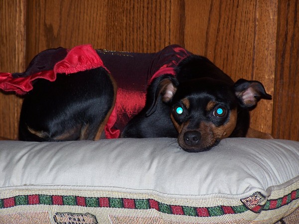 zoe on a Pillow