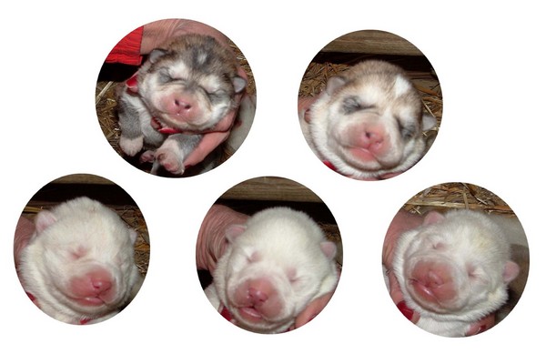 christmas pups -5