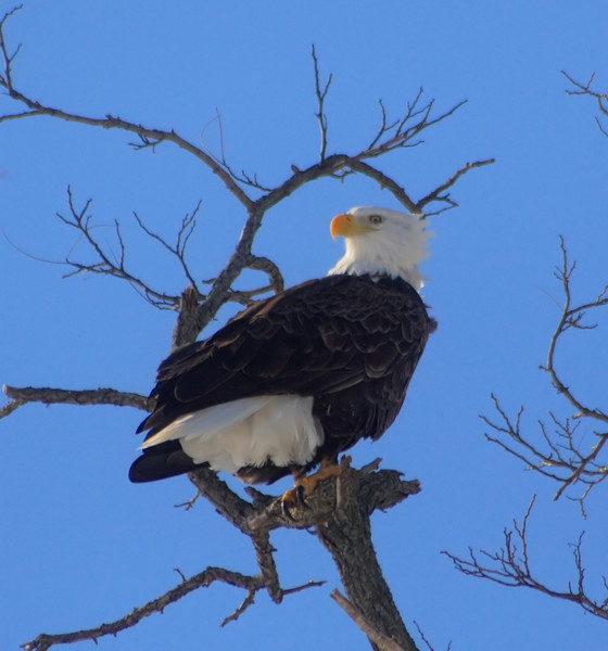 Watchful Eye