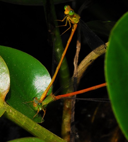 dragonflies mating